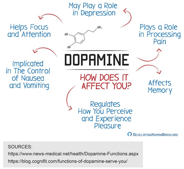 dopamine helps focus and attention